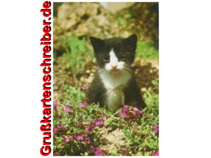 Postkarte mit Katzenmotiv, von Hand geschrieben Grußkartenschreiber.de GK0138 GK 0138 (2)