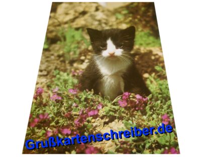 Postkarte mit Katzenmotiv, von Hand geschrieben Grußkartenschreiber.de GK0138 GK 0138 (3)