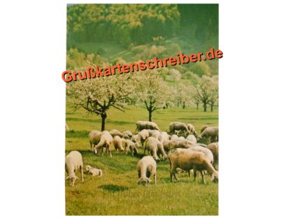 Schafemotiv Ein frohes Pfingstfest Postkarte handgeschrieben Grußkartenschreiber.de GK0144 GK 0144 (2)